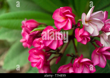 Tropical pink frangipani flowers on green leaves background. Close up plumeria tree. Stock Photo