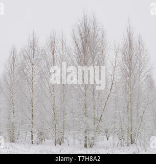 Sandbirken (Betula pendula) im Winter Stock Photo