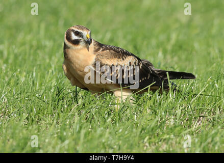 Pallid harrier (Circus macrourus) immature female standing in a Dutch meadow, seen from the side. Stock Photo