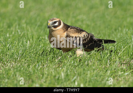 Pallid harrier (Circus macrourus) immature female standing in a Dutch meadow, seen from the side. Stock Photo