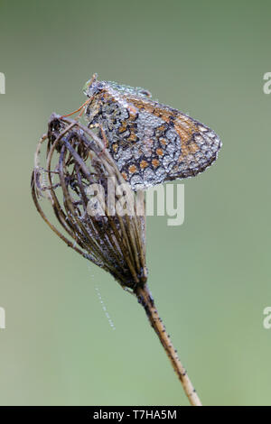 Knapweed Fritillary (Melitaea phoebe) perched on top of a small flower in Mercantour in France. Seen against a natural colored background. Stock Photo