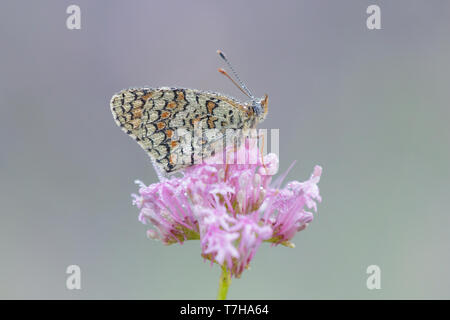 Knapweed Fritillary (Melitaea phoebe) perched on top of a small flower in Mercantour in France. Seen against a natural colored background. Stock Photo