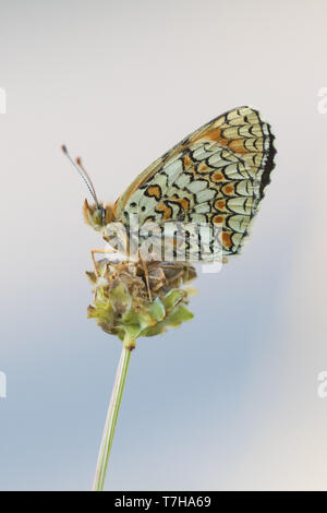 Knapweed Fritillary (Melitaea phoebe) perched on top of a small flower in Mercantour in France. Seen against the sky as a background. Stock Photo