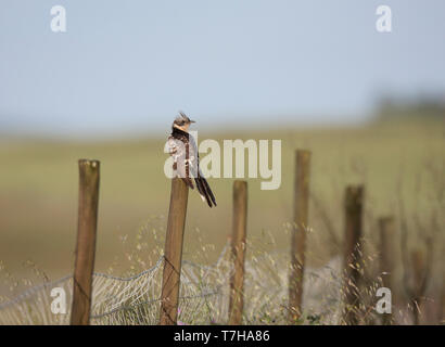 Adult Great Spotted Cuckoo (Clamator glandarius) perched on wood pole in southern Europe. Stock Photo