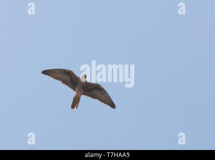Lanner falcon in flight Stock Photo