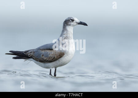 1st winter Laughing Gull (Larus atricilla) standing in shallow water. Galveston Co., Texas. April 2016 Stock Photo