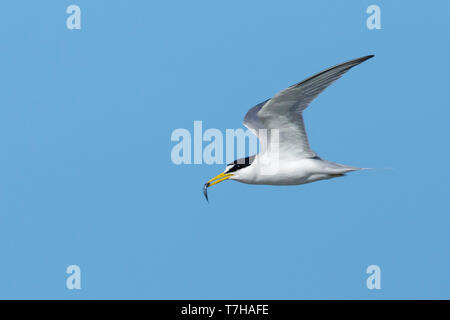 Adult Least Tern (Sternula antillarum) in summer plumage flying against blue sky in Galveston County, Texas, USA. Stock Photo