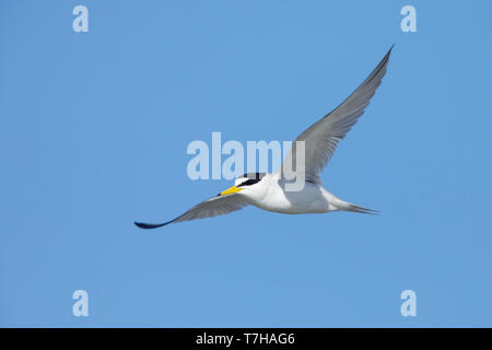 Adult Least Tern (Sternula antillarum) in summer plumage flying against blue sky in Galveston County, Texas, USA. Stock Photo