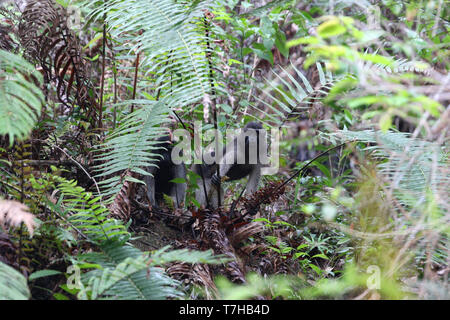 Booted Macaque (Macaca ochreata) in Kandari forest, Sulawesi Stock