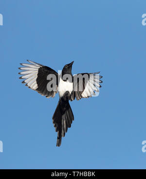 Eurasian Magpie (Pica pica) in flight in Bulgaria, seen from below. Flying upwards into the sky. Stock Photo