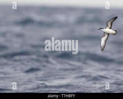 Barolo shearwater (Puffinus baroli), flying over the Atlantic Ocean near Madeirs. This is a small species of shearwater which breeds in the Azores and Stock Photo