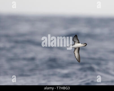 Barolo shearwater (Puffinus baroli), flying over the Atlantic Ocean near Madeirs. This is a small species of shearwater which breeds in the Azores and Stock Photo