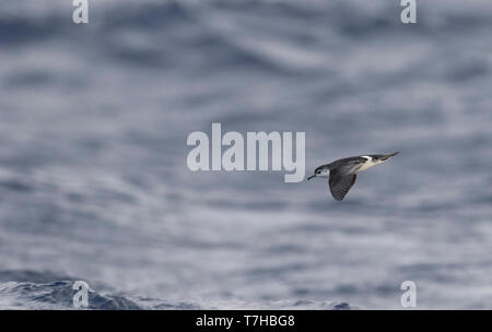 Barolo shearwater (Puffinus baroli), flying over the Atlantic Ocean near Madeirs. This is a small species of shearwater which breeds in the Azores and Stock Photo