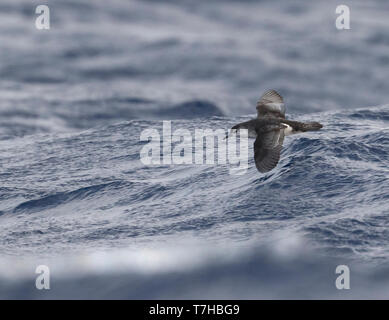 Barolo shearwater (Puffinus baroli), flying over the Atlantic Ocean near Madeirs. This is a small species of shearwater which breeds in the Azores and Stock Photo