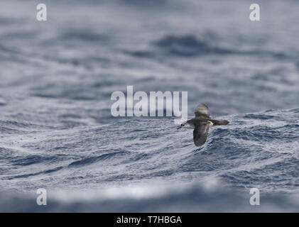 Barolo shearwater (Puffinus baroli), flying over the Atlantic Ocean near Madeirs. This is a small species of shearwater which breeds in the Azores and Stock Photo