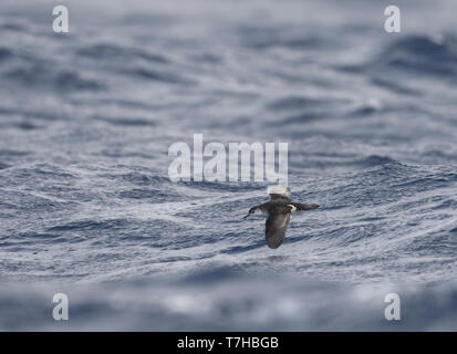 Barolo shearwater (Puffinus baroli), flying over the Atlantic Ocean near Madeirs. This is a small species of shearwater which breeds in the Azores and Stock Photo