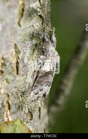 Pale tussock moth (Dasychira pudibunda) on tree bark and extremelt well camouflaged Stock Photo