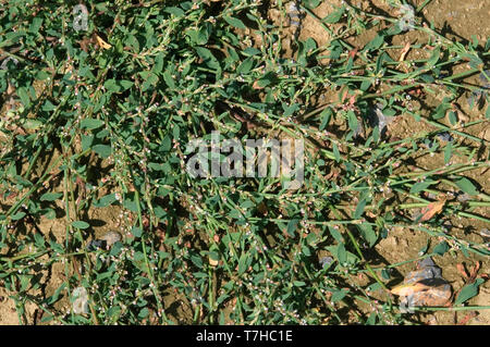 Common knotgrass (Polygonum aviculare) a prostrate creeping flowering annual arable weed plant with small flowers. Stock Photo