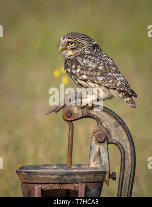 little owl Athene noctua Stock Photo