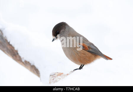 Siberian Jay (Perisoreus infaustus) in taiga forest of northern Finland during a cold winter. Standing in the snow looking alert in case of danger. Stock Photo