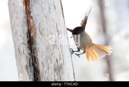 Siberian Jay (Perisoreus infaustus) in taiga forest of northern Finland during a cold winter. Foraging on the side of a frost covered tree. Stock Photo
