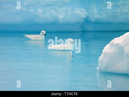 Two Snow Petrels (Pagodroma nivea) swimming in cold blue seawater in Antarctica. Stock Photo