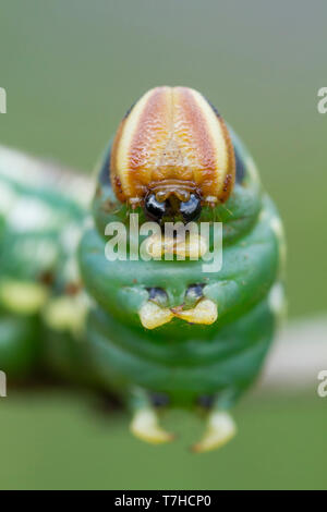 Pine Hawk-Moth, Sphinx pinastr, Kiefernschwärmer, Croatia, larvae Stock Photo
