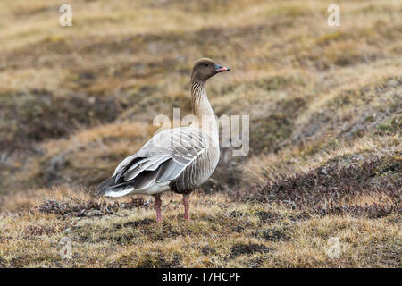 Pink-footed Goose, Kleine Rietgans, Anser brachyrhynchus Stock Photo