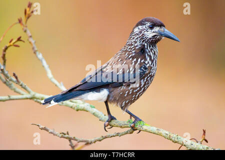 Very tame Spotted Nutcracker (Nucifraga caryocatactes macrorhynchos) perched on a branch in an urban garden in Wageningen in the Netherlands. Stock Photo