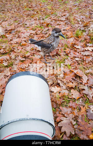 Spotted Nutcracker (Nucifraga caryocatactes) in urban area in Wageningen in the Netherlands. Standing on the ground covered with autumn colored dead l Stock Photo