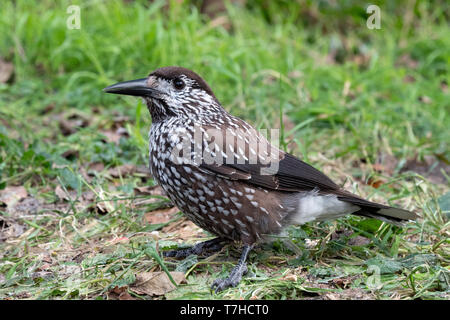 Very tame Spotted Nutcracker (Nucifraga caryocatactes) wintering in an urban area in Wageningen in the Netherlands. Stock Photo