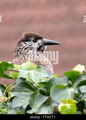 Spotted Nutcracker (Nucifraga caryocatactes) wintering in an urban area in Wageningen in the Netherlands and perched on an Ivy Stock Photo