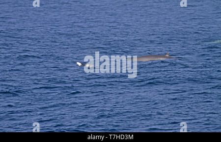 Strap-toothed Whale (Mesoplodon layardii) jumping out of the ocean Stock Photo