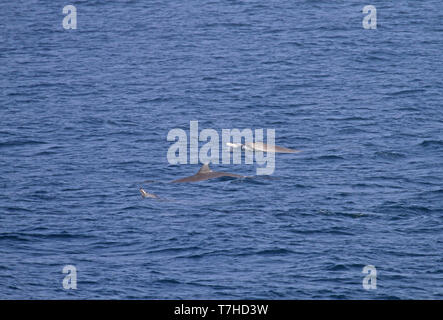 Strap-toothed Whale (Mesoplodon layardii) jumping out of the ocean Stock Photo