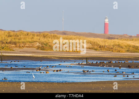 De Slufter on Wadden Island of Texel, Netherlands. Man made Stock Photo