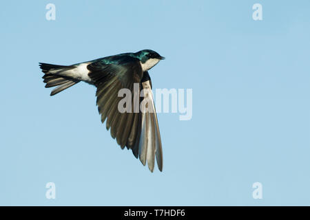 Adult male Orange Co., CA February 2018 Stock Photo