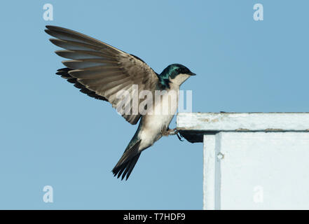 Adult male Orange Co., CA February 2018 Stock Photo