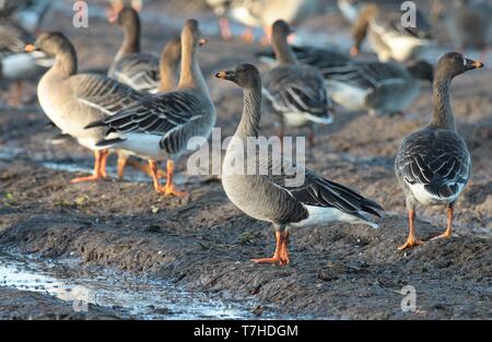 Tundra Bean Goose (Anser serrirostris) standing alert in Duch agricultural field Stock Photo
