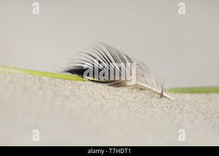 Washed-up bird feather, lying on the beach of the Wadden Island of Terschelling in the Netherlands. Wind blown and sand blasted. Stock Photo