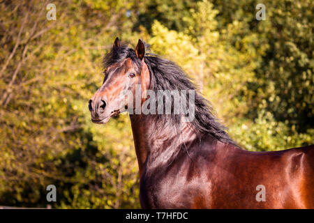 Pure Spanish Horse, PRE, Andalusian Horse. Portrait of bay stallion in autumn. Germany Stock Photo