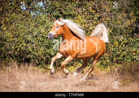 Haflinger Horse. Adult gelding galloping on a meadow. Germany Stock Photo