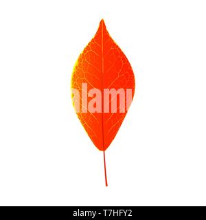Autumn leaf natural seasonal colorful decoration background element. Graphic beauty flora vector sale. Yellow garden isolated outdoor botany nature te Stock Vector