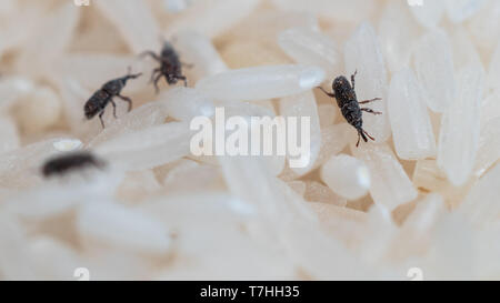 Rice weevil or Sitophilus oryzae in middle of rice grains macro shot Stock Photo