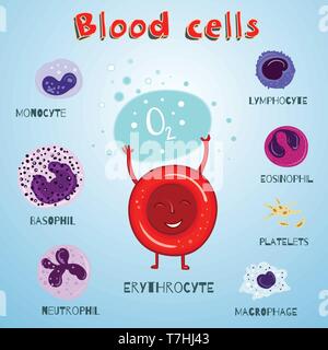 Vector set of illustration with blood cells. Color and cartoon educational illustration for kids. Stock Vector