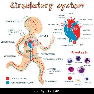 Human circulatory system for kids. Vector color cartoon illustration. Human cardiovascular anatomy scheme. Types of blood cells. The structure of huma Stock Vector