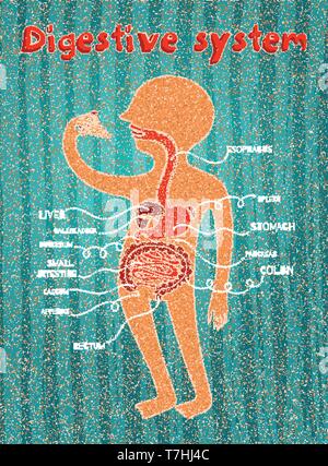 Human digestive system for kids. Vector color cartoon illustration ...