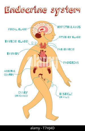 Human endocrine system for kids. Vector color cartoon illustration. Human anatomy scheme. Stock Vector