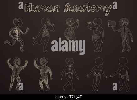 Educational illustration of human anatomy, systems of organs for kids. Vector cartoon poster with contour silhouettes on dark background. Stock Vector