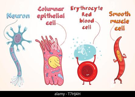 Vector cartoon illustration for study in school. Human somatic cells: neuron, erythrocyte, epithelial cell, myocyte. Stock Vector