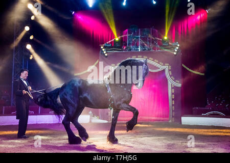 Louis Knie junior in his circus, showing a Friesian stallon at long-rein, performing a piaffe. Austria. Austria Stock Photo